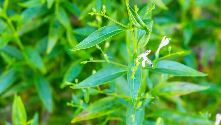 Andrographis paniculata fresh Thai herbal medicine herbs organic plant leaves and flower, closeup