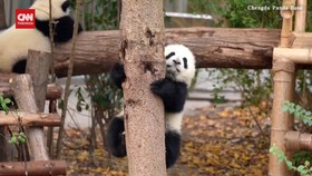 VIDEO: Tingkah Menggemaskan Bayi Panda Belajar Memanjat