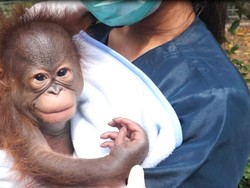 Bayi Orang Utan Lahir, Bandung Zoo Cari Orang Tua Asuh
