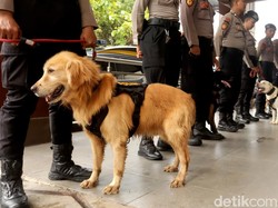 Sahabat Sehidup Semisi, Kisah Kesetiaan Polisi Satwa dan Anjing Pelacak