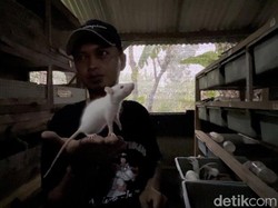 Video Cerita Banting Setir Karyawan Swasta Jadi Peternak Tikus Putih