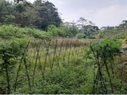 Lahan Sitaan 1,6 Hektare Milik Benny Tjokro Dilelang, Laku Rp 600 Juta