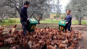 FOTO: Ayam 