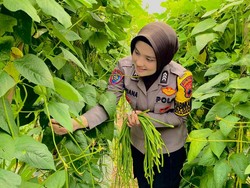 Kiat Brigadir Maya Ubah Pekarangan Warga Karanganyar Jadi Kebun Sayur Produktif