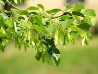Dibuang-Buang di RI: 7 Hasil Kebun Ini Jadi Harta Karun & Buruan Dunia Dibuang-Buang di RI: 7 Hasil Kebun Ini Jadi Harta Karun & Buruan Dunia