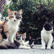 Kasus Puluhan Kucing Mati Misterius di Malang Kembali Terjadi, Diduga Diracun