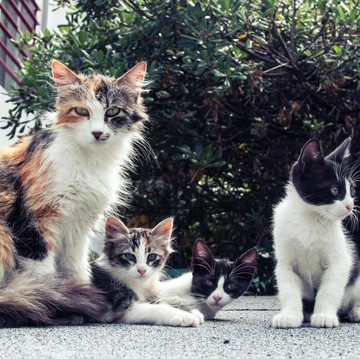 img-title Kasus Puluhan Kucing Mati Misterius di Malang Kembali Terjadi, Diduga Diracun