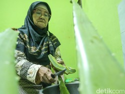 Lidah Buaya dari Jaktim Diolah Jadi Makanan-Herbal, Tembus ke Turki