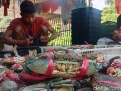 Kepiting Soka dan Setitik Cahaya bagi Nelayan Indramayu Menuju Sejahtera