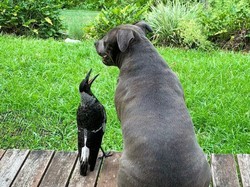 Kabar Australia: Akhir Manis untuk Persahabatan Seekor Burung dan Anjing