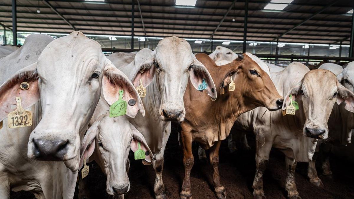 Prabowo Kurban 25 Sapi di Sulawesi Selatan
