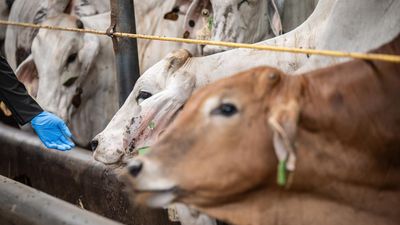 Harga Daging Sapi di Tingkat Produsen Naik Jadi Rp59 Ribu per Kg