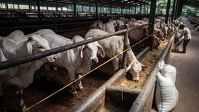 FOTO: Penampakan Tempat Karantina Sapi Impor di Purwakarta