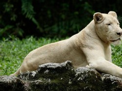 Menderita Tumor, Singa Putih di Singapura Disuntik Mati