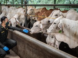 RI Buka Keran Impor 184 Ribu Ekor Sapi dari Australia-Brasil