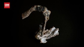 VIDEO: Penampakan Fosil Purba Moyang Reptil dari Jaman Pra-Dinosaurus