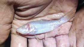 Spesies Ikan Wader Buta Ditemukan di Bogor, Cek Kata Pakar
