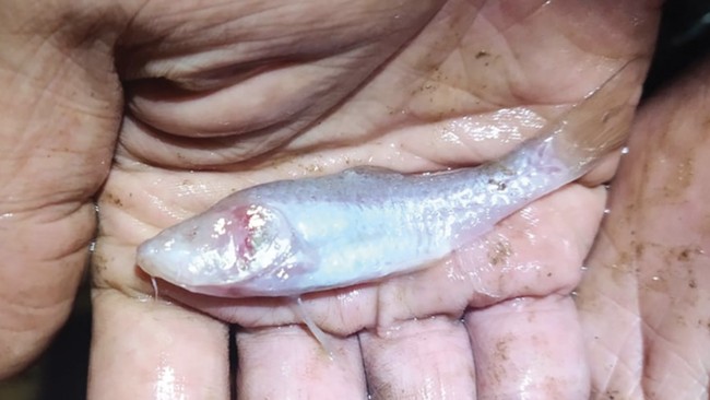 Pakar menemukan Ikan wader dengan karakteristik unik, seperti tubuh pucat dan tidak memiliki mata atau buta. Simak penjelasannya.