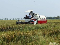 #DemiIndonesia Mandiri Pangan di Ngawi, Ada Panen Raya-Live Transaksi