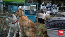 Pensiunan PNS Blora Akhirnya Jadi Tersangka Penendangan Kucing