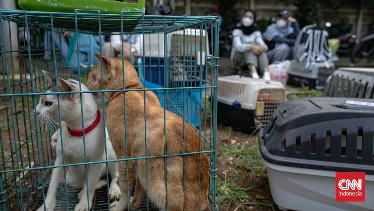 Pensiunan PNS Blora Akhirnya Jadi Tersangka Penendangan Kucing