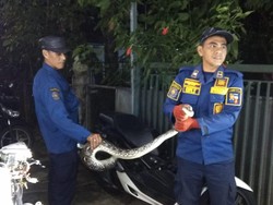 Damkar Evakuasi Ular Sanca 3 Meter Usai Mangsa Ayam Warga di Bogor