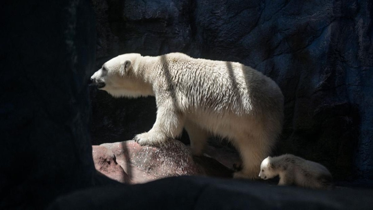 FOTO: Bayi Beruang Kutub Menggemaskan Debut di Aquarium Sao Paulo