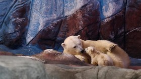 FOTO: Bayi Beruang Kutub Menggemaskan Debut di Aquarium Sao Paulo