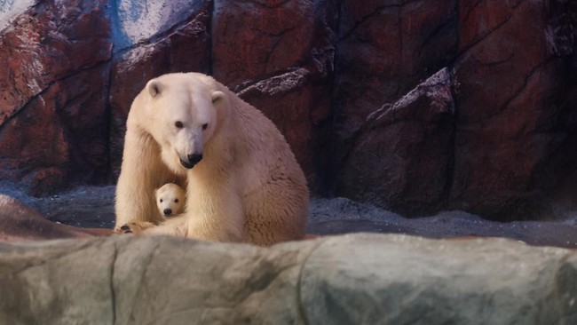 FOTO: Bayi Beruang Kutub Menggemaskan Debut di Aquarium Sao Paulo