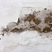 Waspada Black Mold! Jamur Hitam di Dinding yang Bisa Merugikan Kesehatan