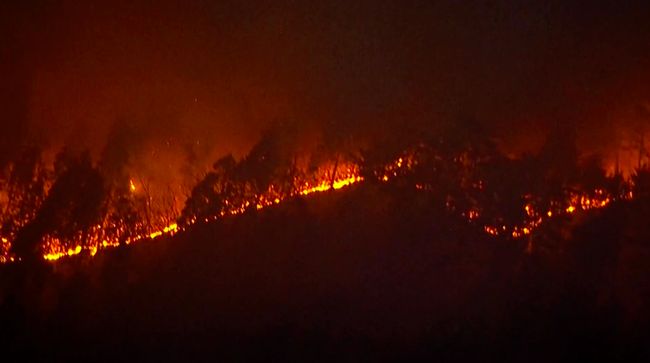 Jepang Dilanda Kebakaran Hutan Terbesar, Telan Korban Jiwa