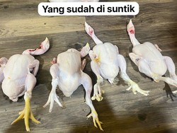 Penampakan Ayam Gelonggongan Dijual Pedagang Nakal di Pasar Kebayoran Lama