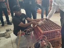 Pedagang Nakal di Kebayoran Lama Jual Ayam Gelonggongan demi Untung Tinggi