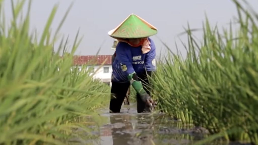 Pakar Nilai Perpres Pupuk Subsidi Baru Untungkan Industri dan Petani