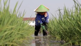'Si MAKMUR', Jalan Baru Petani Hidup Makmur dan Berkelanjutan