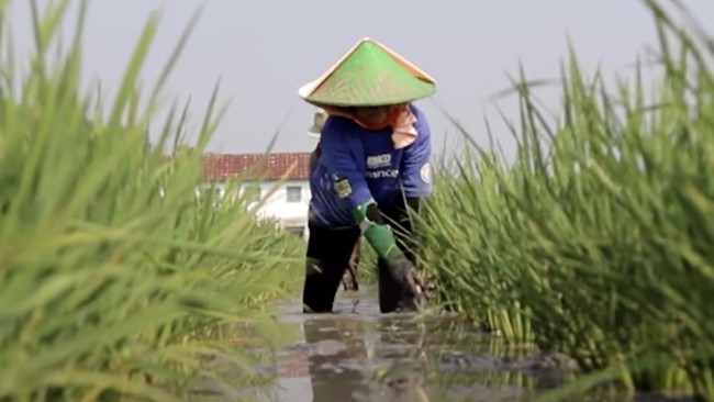Sejumlah petani merasa kehadiran Program MAKMUR membantu mereka dalam meningkatkan produktivitas hasil panen dan keuntungan.