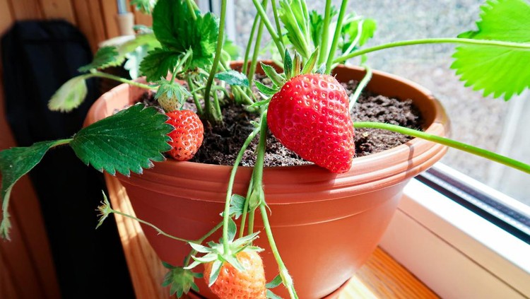 Garden on the balcony. First harvest of berries. Strawberries in flowerpots at home. Gardening on the balcony.
