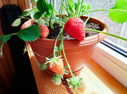 10 Tanaman Buah yang Mudah Ditanam Dalam Pot Kecil dan Cepat Berbuah