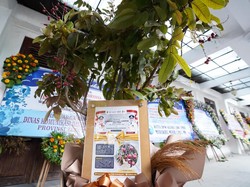Hari Pertama Masuk Grahadi, Khofifah Dihadiahi Bibit Klengkeng Merah
