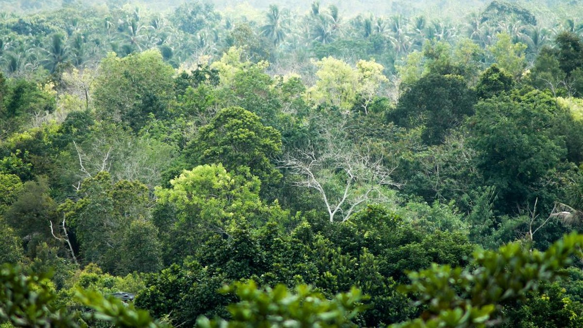 15 Negara dengan Wilayah Hutan Terluas di Dunia, RI Hanya No.8
