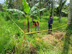 Polisi Selidiki Orang Tua Pembuang Bayi Perempuan di Kebun Tabanan