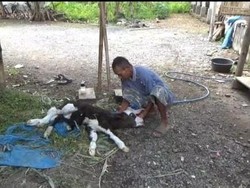 Lahirnya Anak Sapi Limosin Berkaki 6 Bikin Waswas Warga Jember