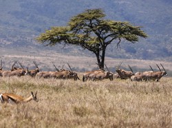 Studi: Satwa Liar Lebih Takut Manusia Ketimbang Singa, Ini Buktinya