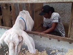 Susu Kambing Saanen yang Menyehatkan