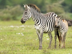 Rumahnya Moo Deng Lagi Cari Nama Buat Anak Zebra, Yuk Ikutan Voting
