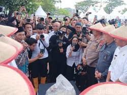 Ada Tradisi Methil Sebelum Panen Raya di #DemiIndonesia Mandiri Pangan