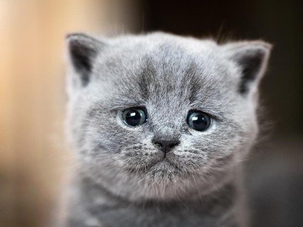 Apakah Kucing Bisa Menangis? Ini Kata Pakar