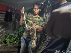 7 Ular Sanca Diamankan Petugas Damkar Cianjur dalam Sepekan
