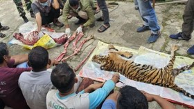 Harimau Sumatra Dikuliti di Rokan Hulu Riau, 6 Orang Jadi Tersangka