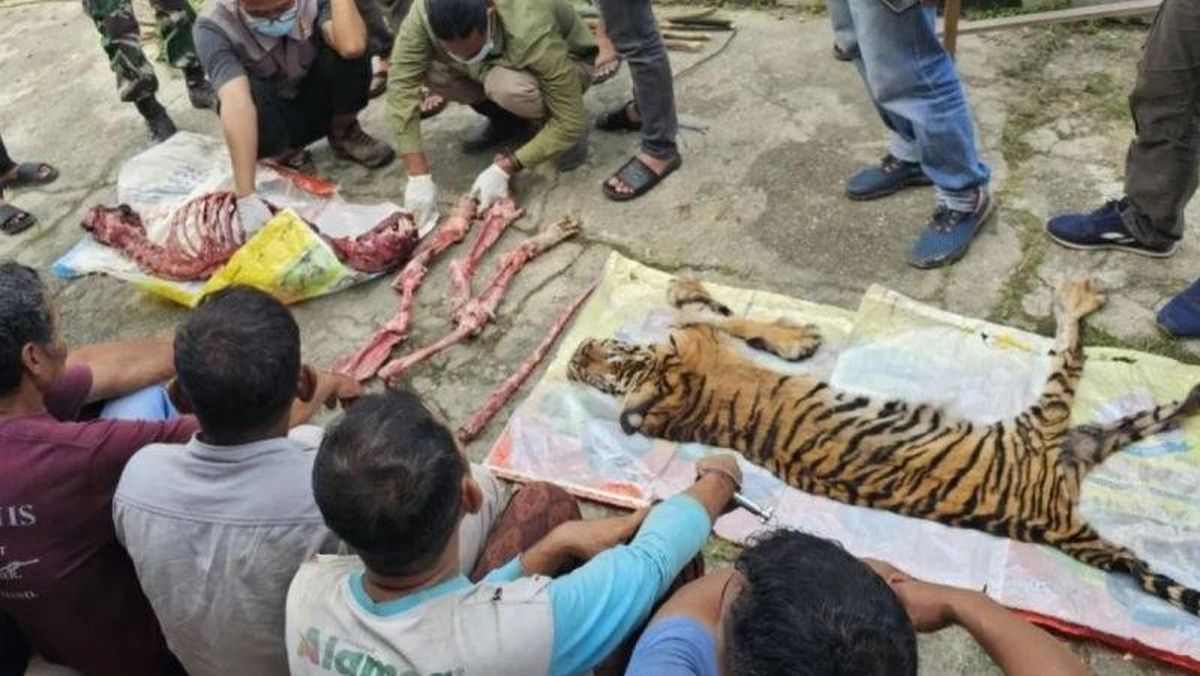 Harimau Sumatra Dikuliti di Rokan Hulu Riau, 6 Orang Jadi Tersangka